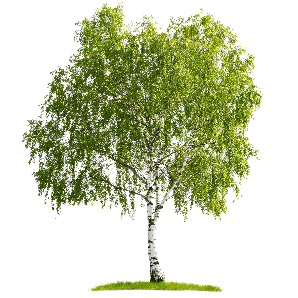 A beautiful birch tree (wiigwaas)