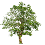 Interesting looking tree white background