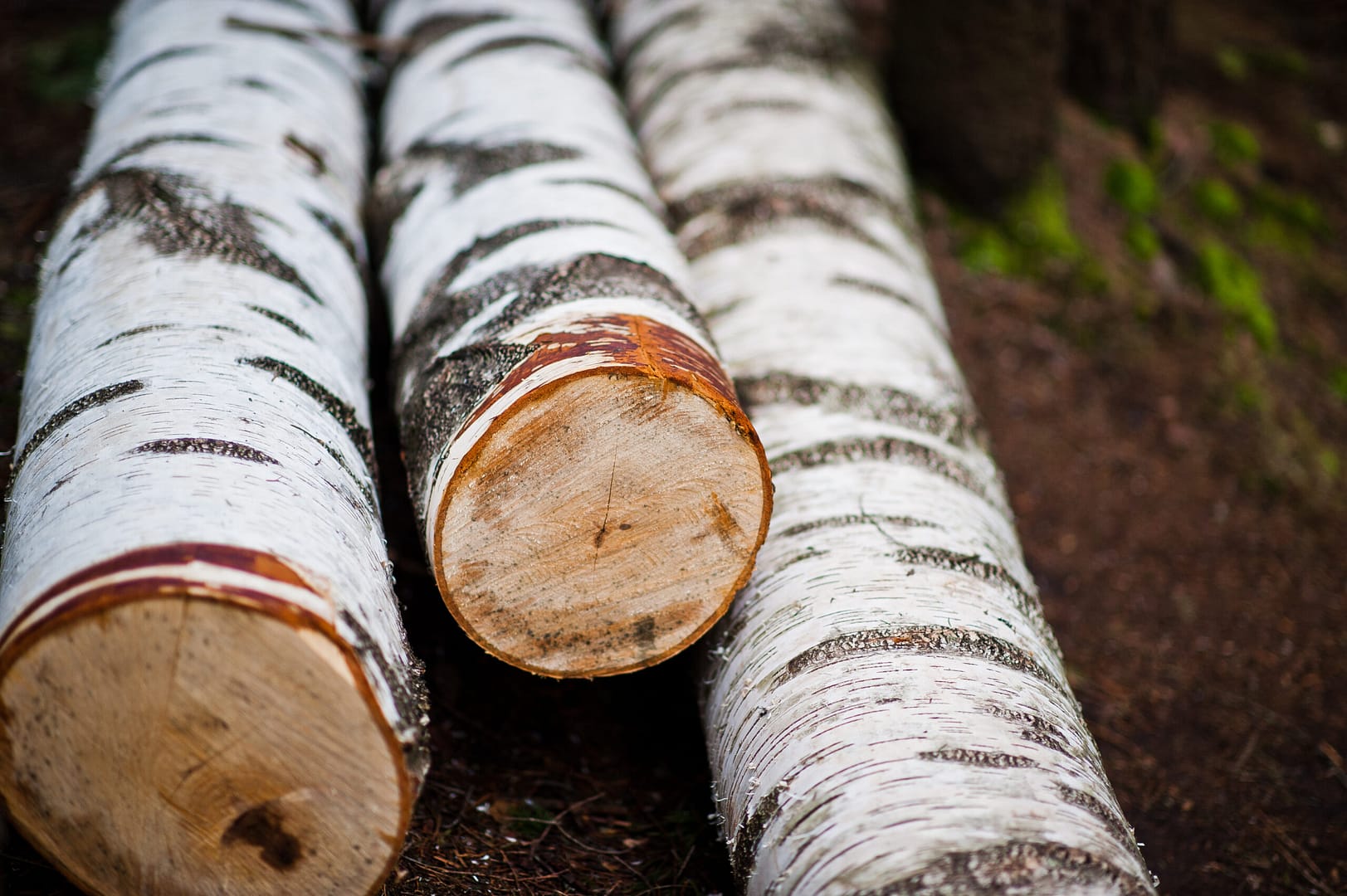 Birch tree logs