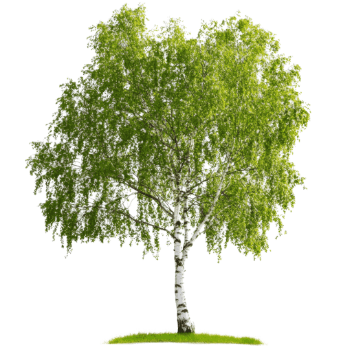 Birch tree with many leaves