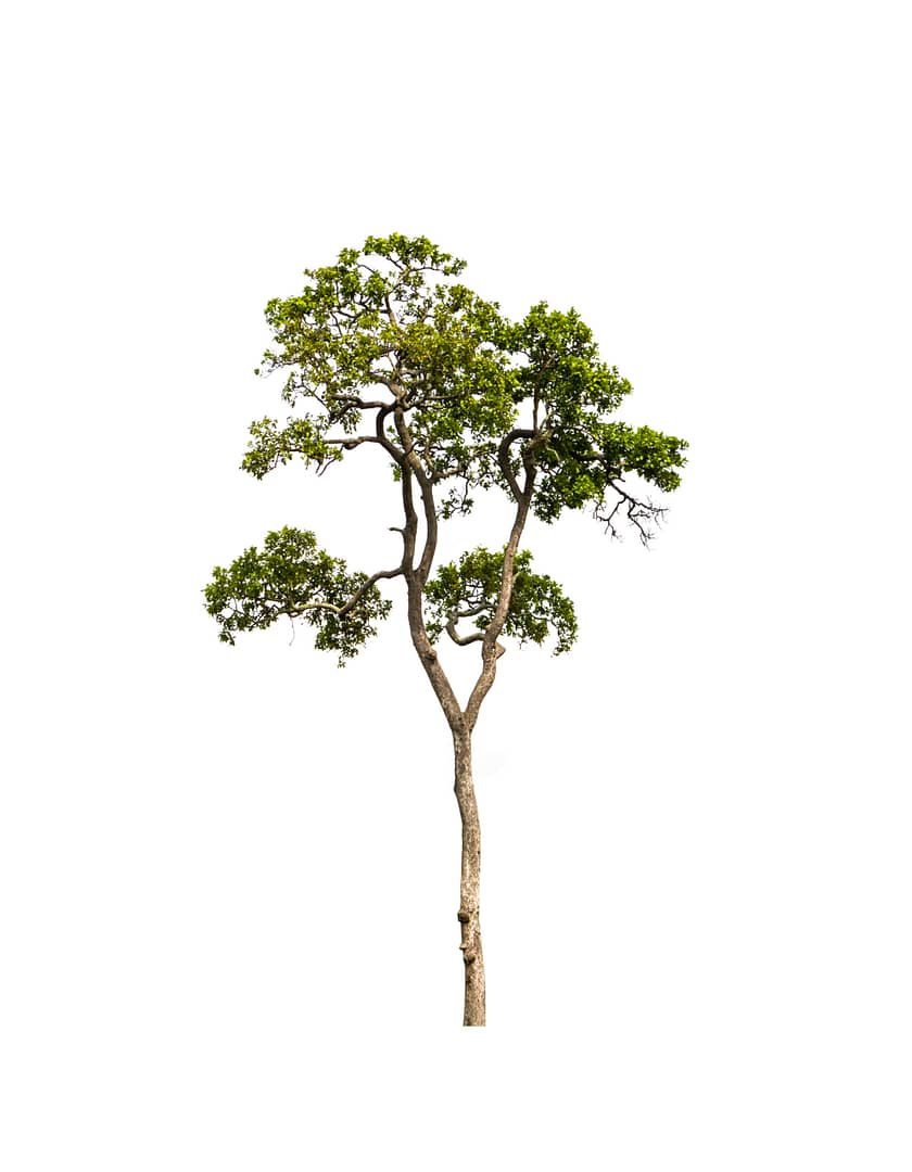 Little tree